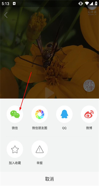 花伴侣