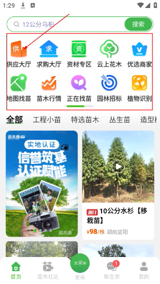 湖南苗木