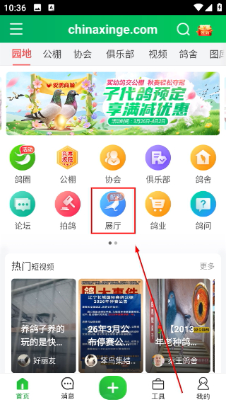 中国信鸽信息网