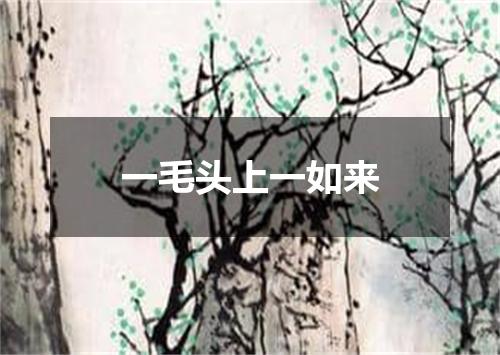 一毛头上一如来