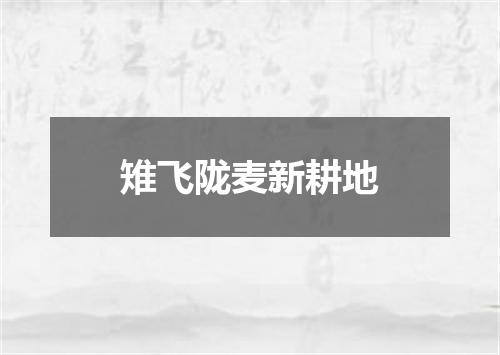 雉飞陇麦新耕地
