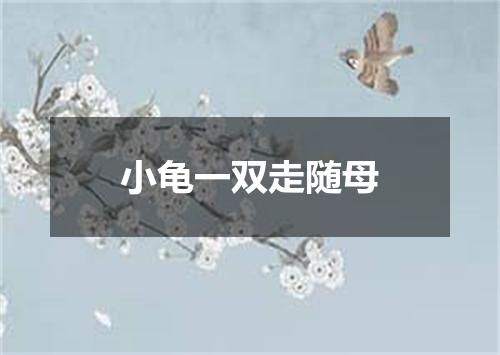 小龟一双走随母