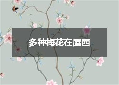 多种梅花在屋西