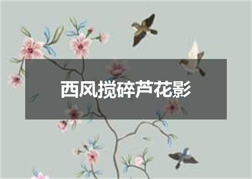 西风搅碎芦花影