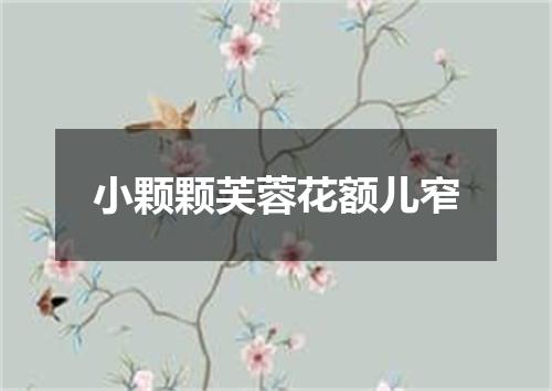 小颗颗芙蓉花额儿窄