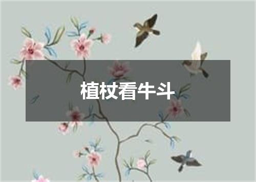 植杖看牛斗