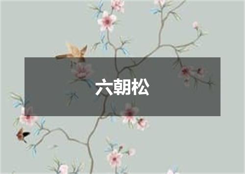 六朝松