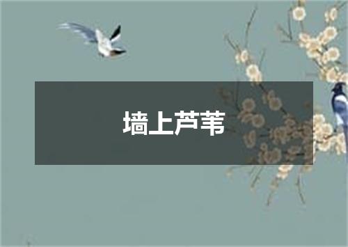 墙上芦苇