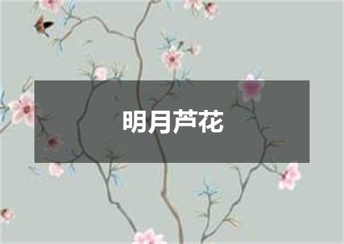 明月芦花