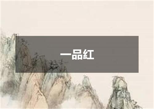 一品红
