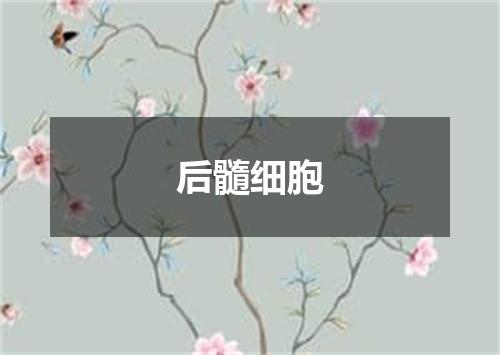 后髓细胞