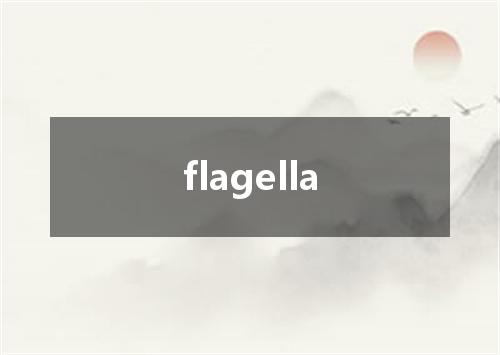 flagella是什么意思