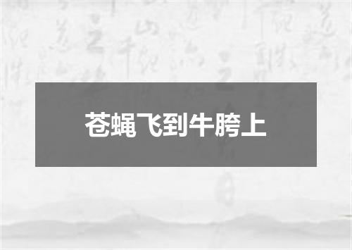 苍蝇飞到牛胯上
