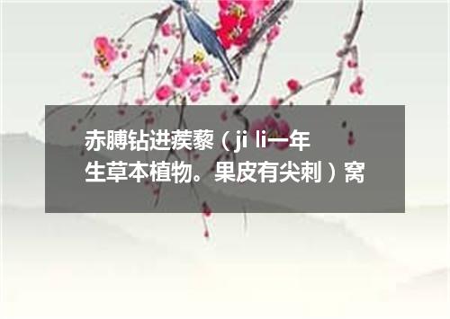 赤膊钻进蒺藜（ji li一年生草本植物。果皮有尖刺）窝